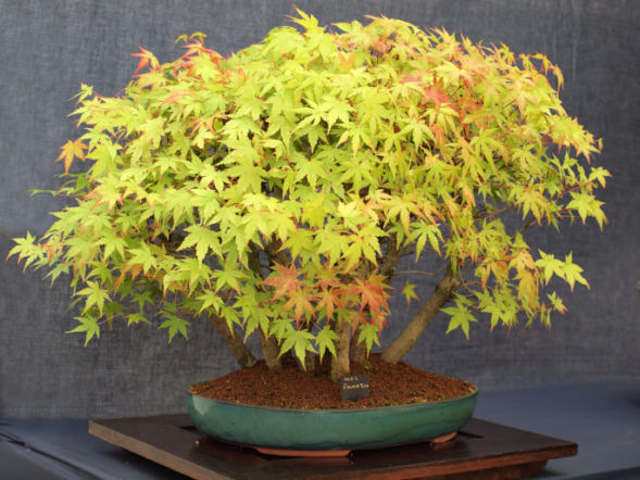 Drzewka bonsai: skąd wziąć rośliny do formowania bonsai