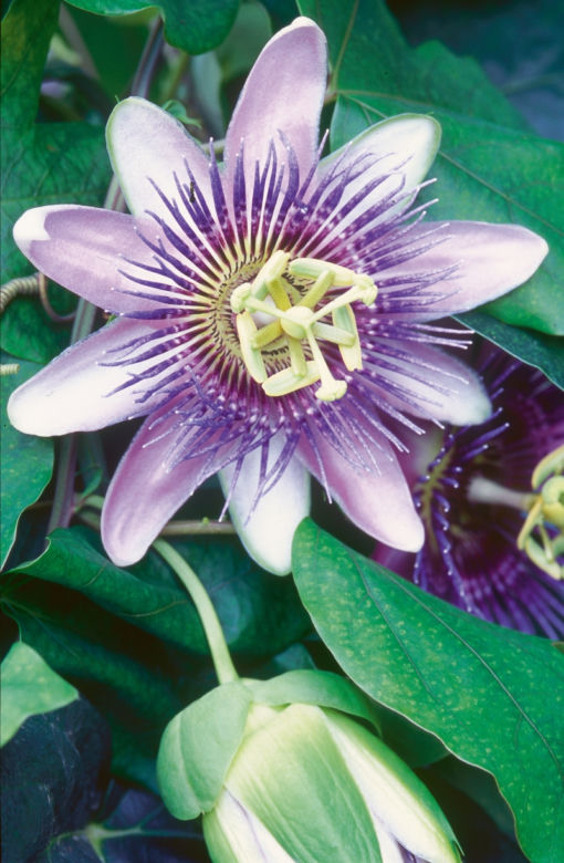 passiflora
