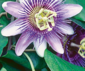 passiflora