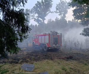 Pożary na Dolnym Śląsku jeden po drugim. Leśnicy pokazali nagranie i apelują!