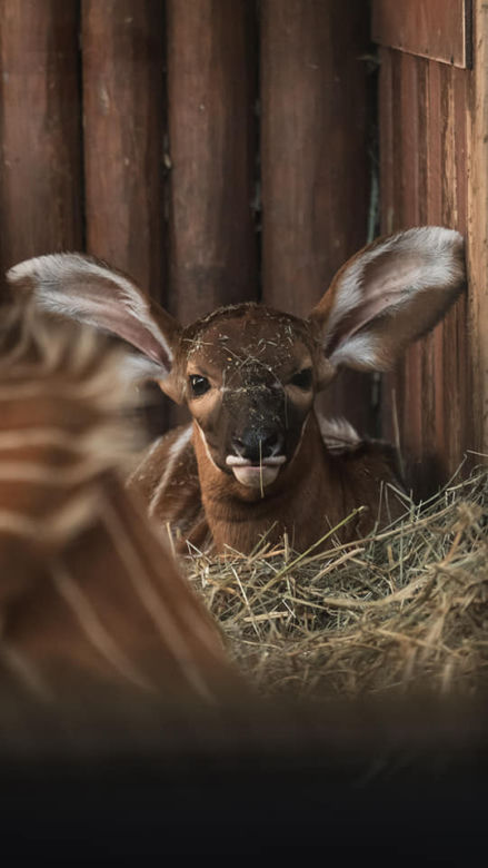 Cud narodzin w Warszawskim ZOO. Na świat przyszła piękna Bogini