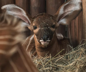 Cud narodzin w Warszawskim ZOO. Na świat przyszła piękna Bogini