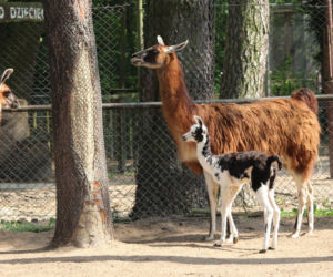 Bydgoski Ogród Zoologiczny we wtorek 31 maja powitał na świecie małą lamę