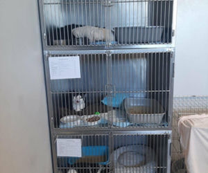 Koty ze szczecińskiego schroniska czekają na nowy dom