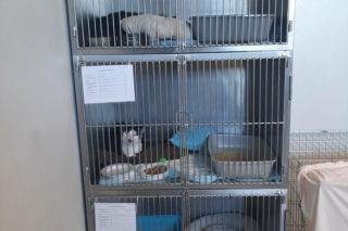 Koty ze szczecińskiego schroniska czekają na nowy dom