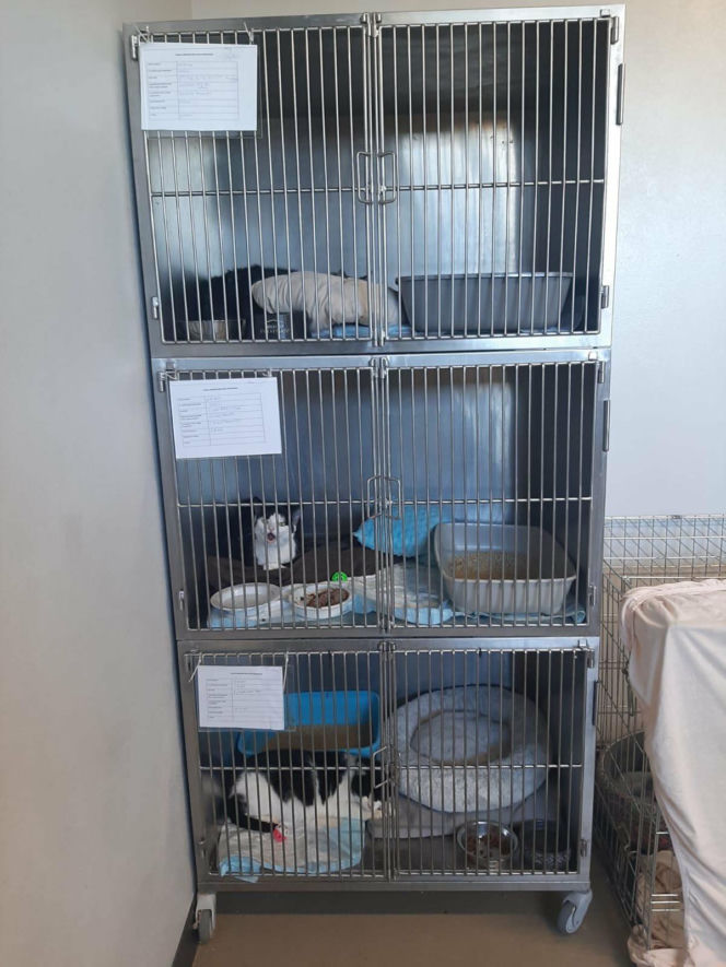 Koty ze szczecińskiego schroniska czekają na nowy dom