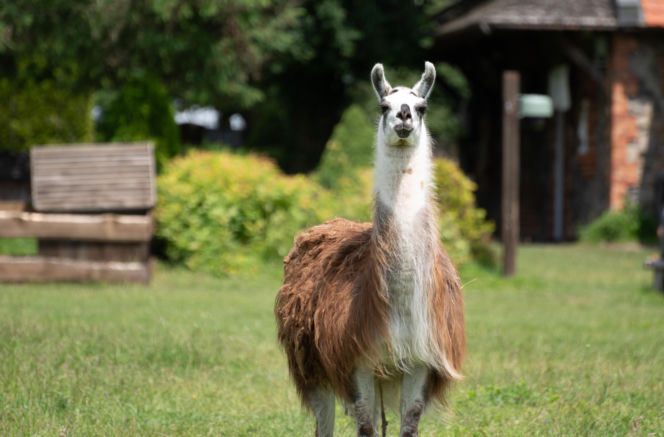 Chaos na "Farmie"! Bezwzględna decyzja i bolesne pożegnanie