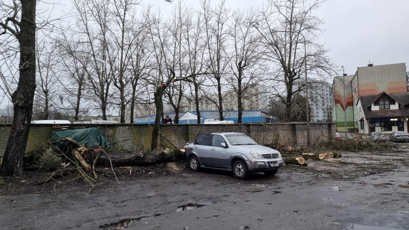 Powalone drzewa uszkodziły zaparkowane samochody