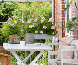 Pelargonie