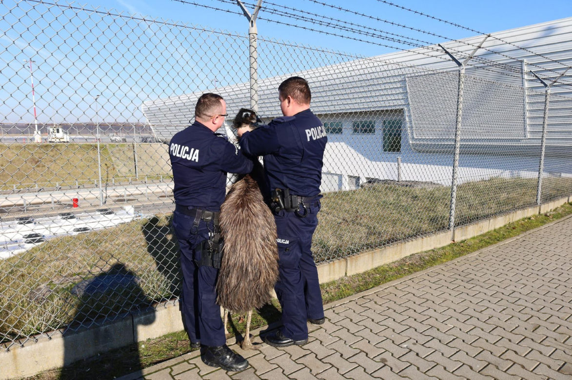 Na lubelskim lotnisku złapano nietypowego pasażera
