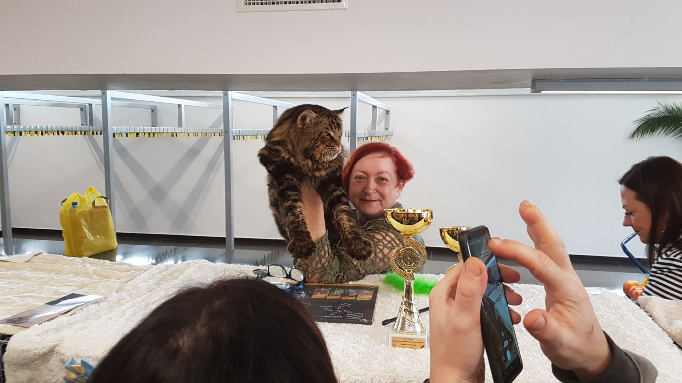 Koty w Toruniu