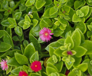 Aptenia sercolistna