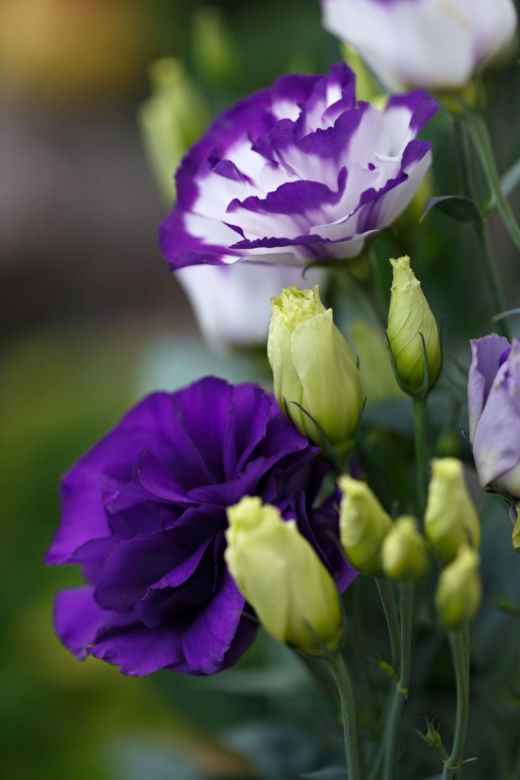 Eustoma
