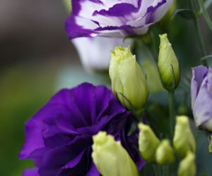 Eustoma