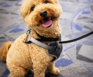 Kobieta porzuciła psa na lotnisku! Powód łamie serce