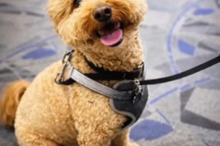 Kobieta porzuciła psa na lotnisku! Powód łamie serce