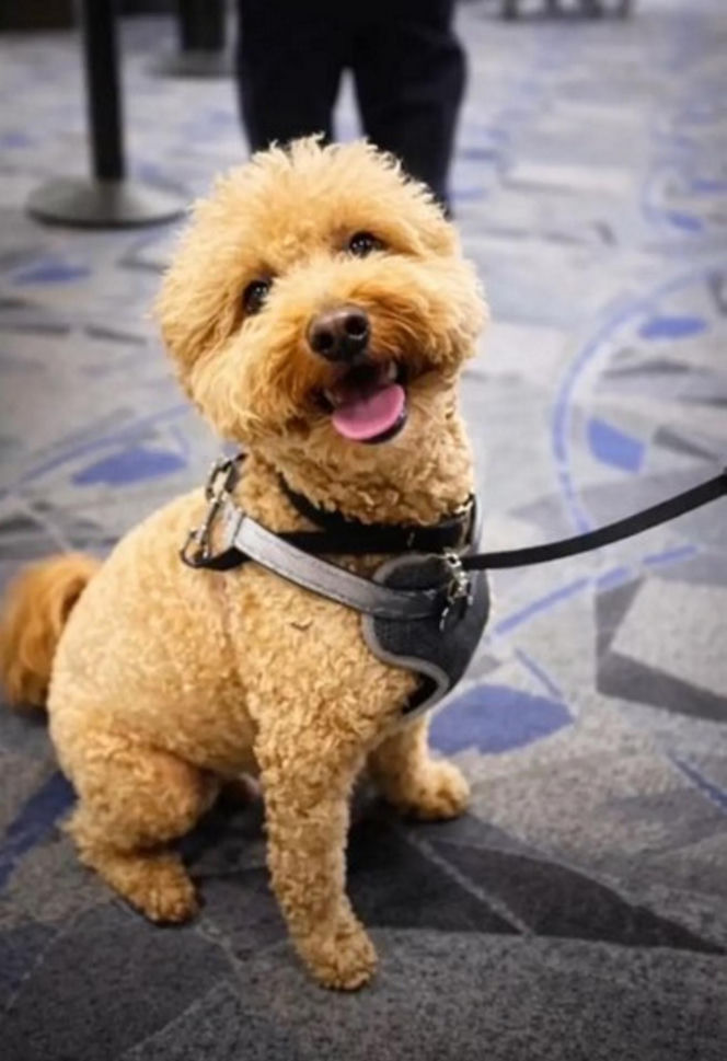 Kobieta porzuciła psa na lotnisku! Powód łamie serce