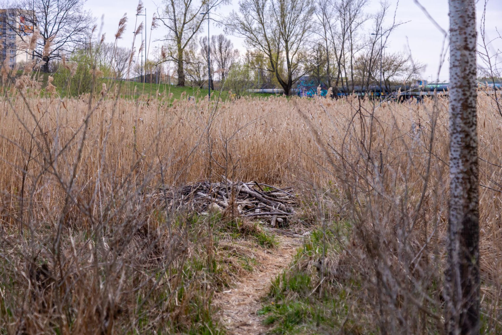 Bobrowe tamy na Potoku Służewieckim w Warszawie