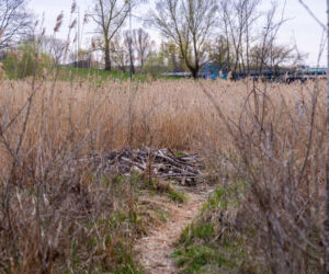 Bobrowe tamy na Potoku Służewieckim w Warszawie
