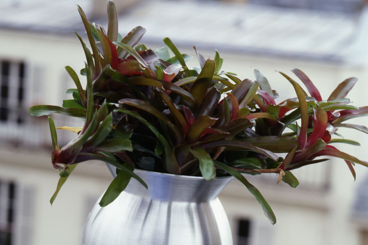 Neoregelia