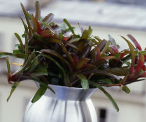 Neoregelia