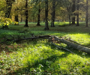 Skutki wichury we Wrocławiu