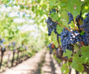 Jak zacząć przygodę z winiarstwem?