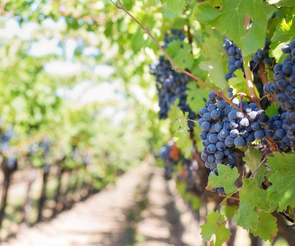 Jak zacząć przygodę z winiarstwem?