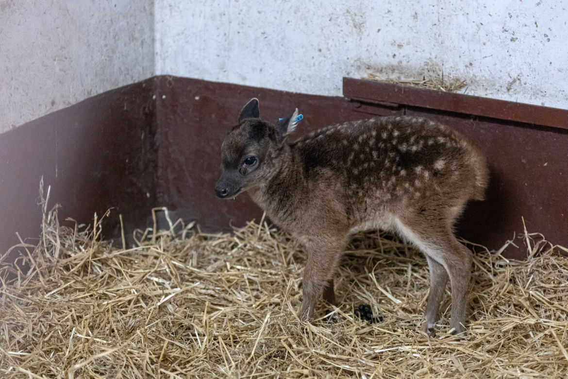 Zoologiczna sensacja w ZOO w Poznaniu 