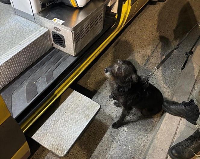 Bohaterski pies z Wrocławia uratował swojego 71-letniego pana