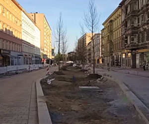 Siedmiometrowe platany już zdobią aleję Wojska Polskiego