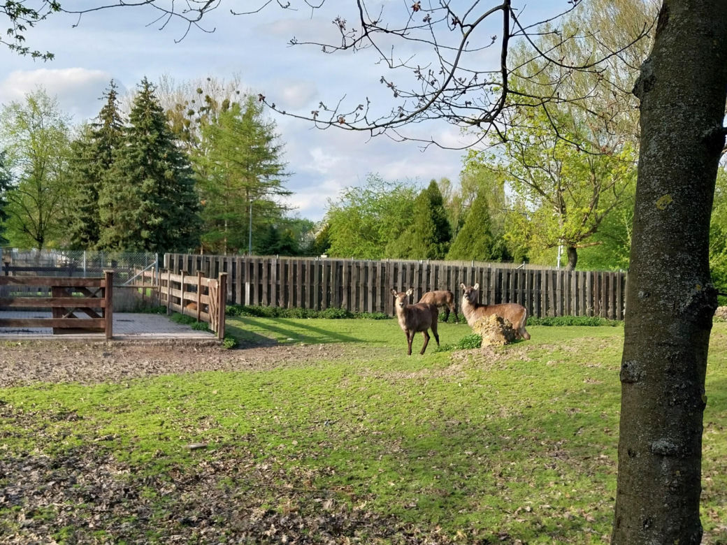 Wiosenny spacer w zamojskim zoo
