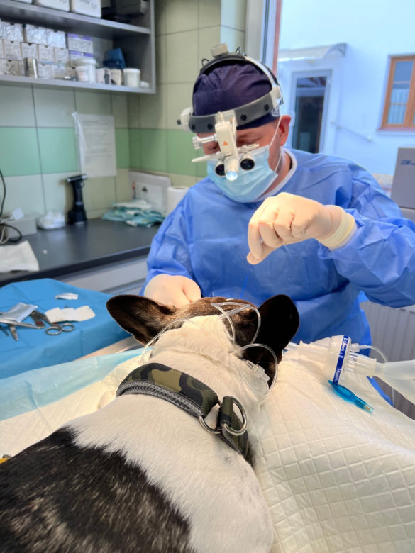 Buldog francuski poprawił sobie nos [GALERIA] 