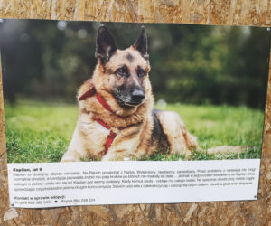 Zwierzaki z portretów czekają na adopcję