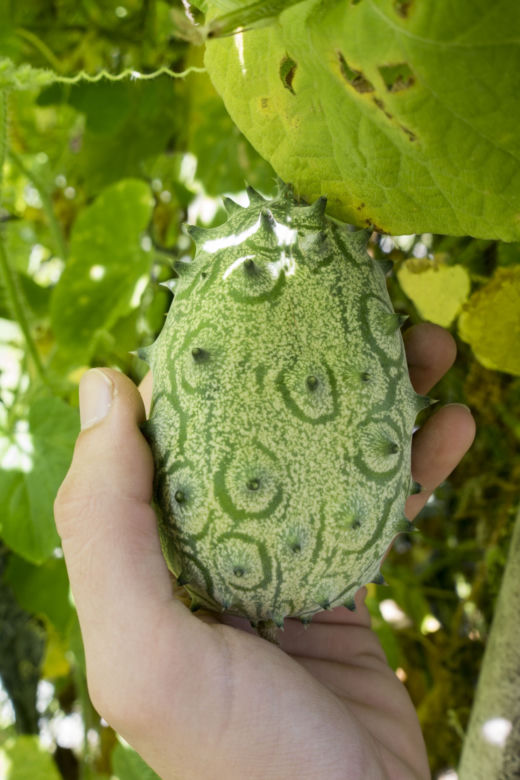 Kiwano