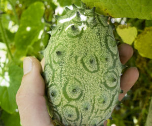 Kiwano