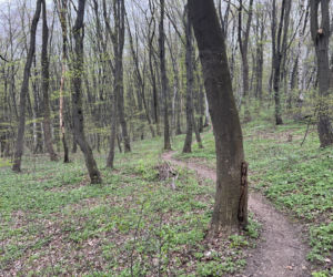 Kraków ma nowy las. Wiemy, ile miasto zapłaciło za 13 hektarów