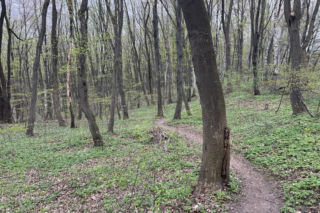 Kraków ma nowy las. Wiemy, ile miasto zapłaciło za 13 hektarów