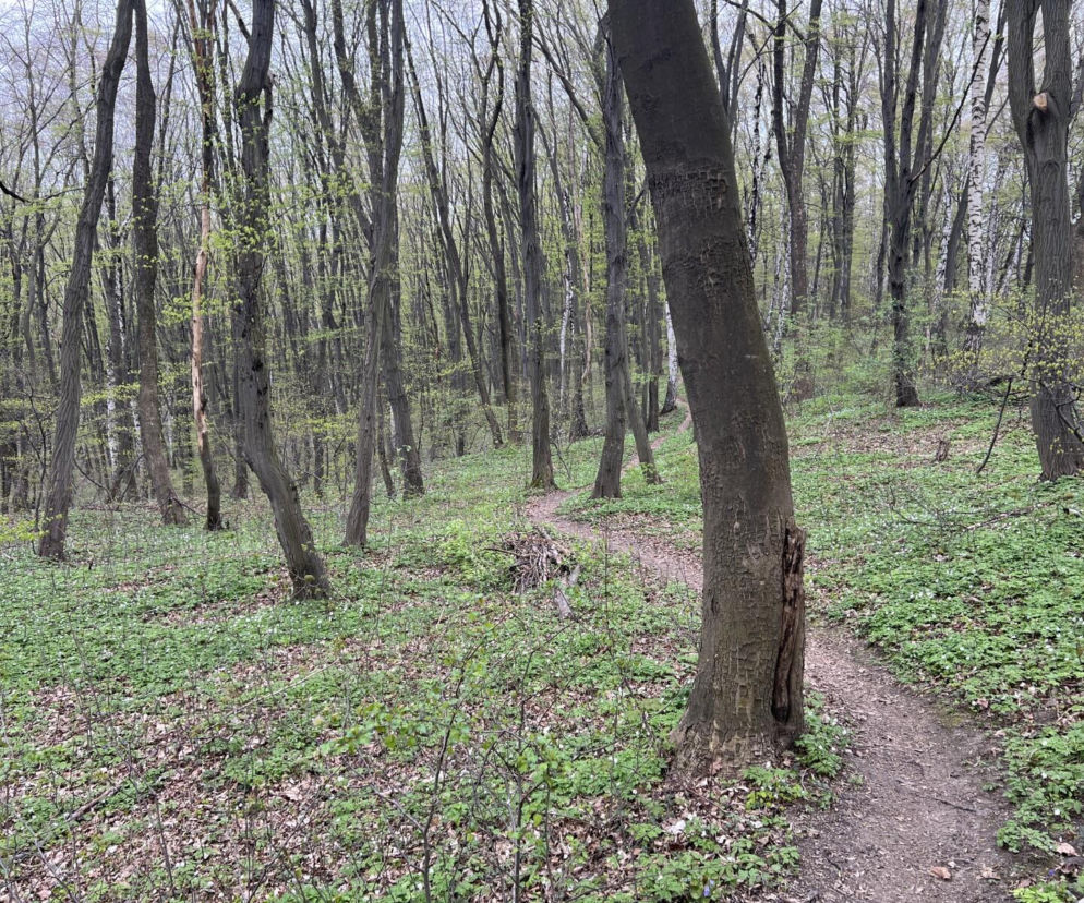 Kraków ma nowy las. Wiemy, ile miasto zapłaciło za 13 hektarów