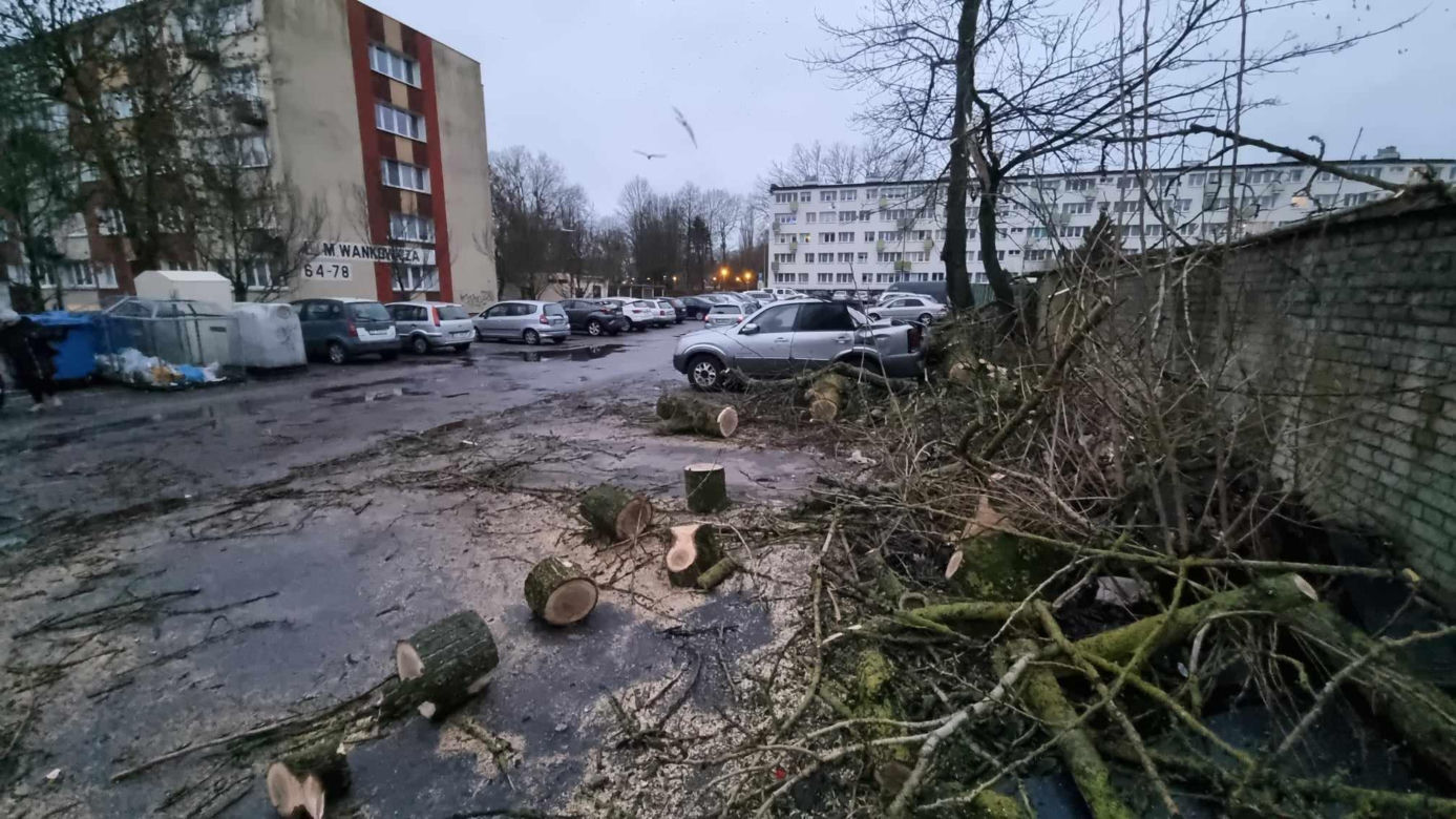 Powalone drzewa uszkodziły zaparkowane samochody