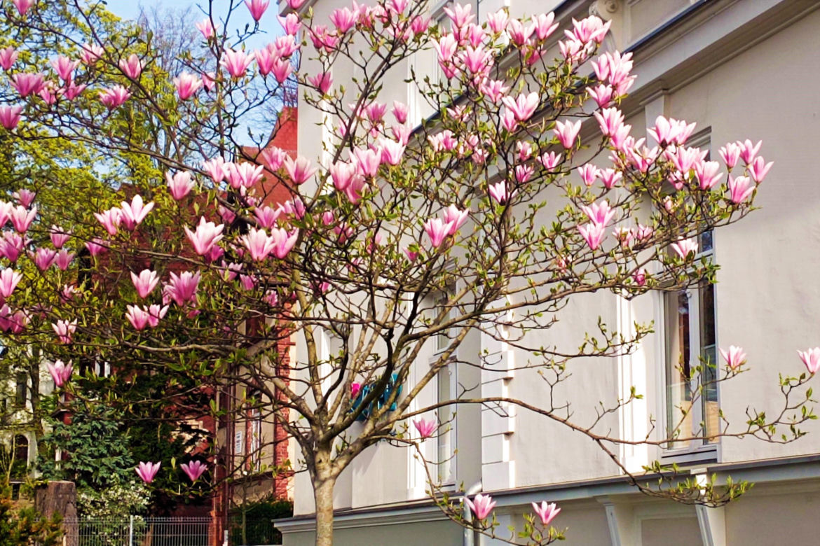 Magnolie w Szczecinie