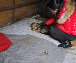 Interwencja, oskarżenia i śledztwo ws. psów z gminy Gnojno