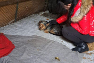 9 psów na terenie oczyszczalni. Interwencja, oskarżenia, śledztwo. Gmina: „Psy wyłudzone podstępem”