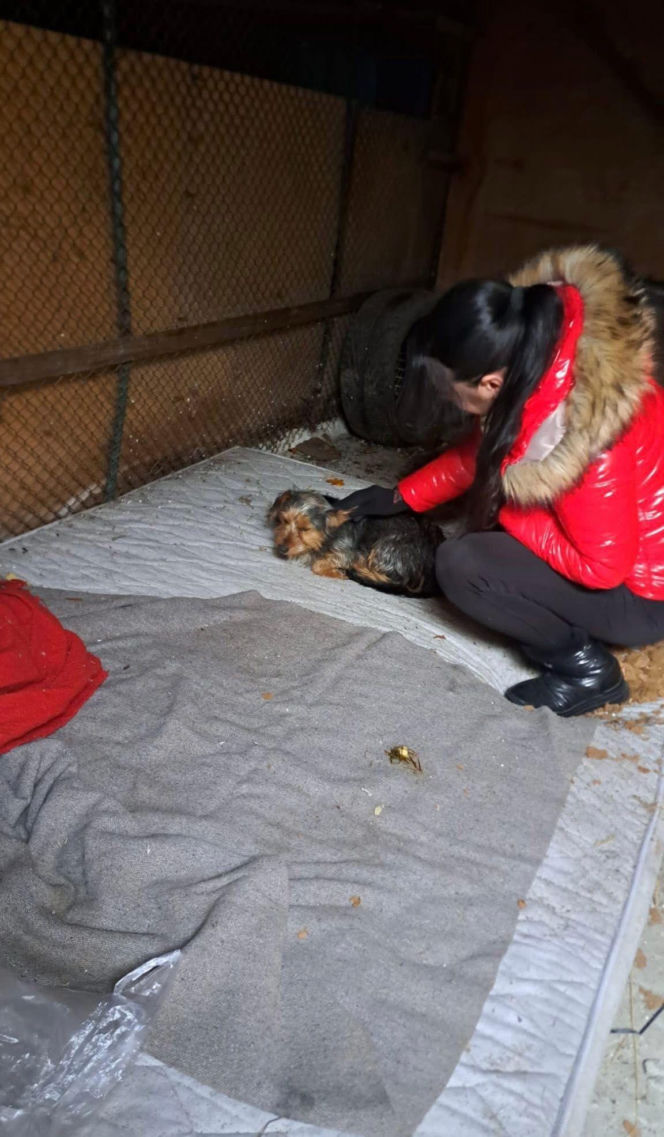 9 psów na terenie oczyszczalni. Interwencja, oskarżenia, śledztwo