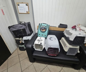 Piekło za zamkniętymi drzwiami. 18 zwierząt żyło wśród robactwa i śmieci!