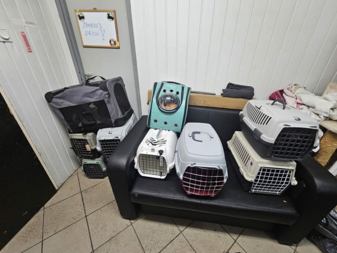 Piekło za zamkniętymi drzwiami. 18 zwierząt żyło wśród robactwa i śmieci!