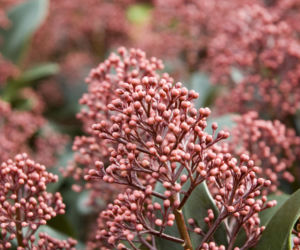 Skimia japońska 'Rubella'