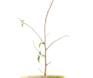 Fikus benjamina