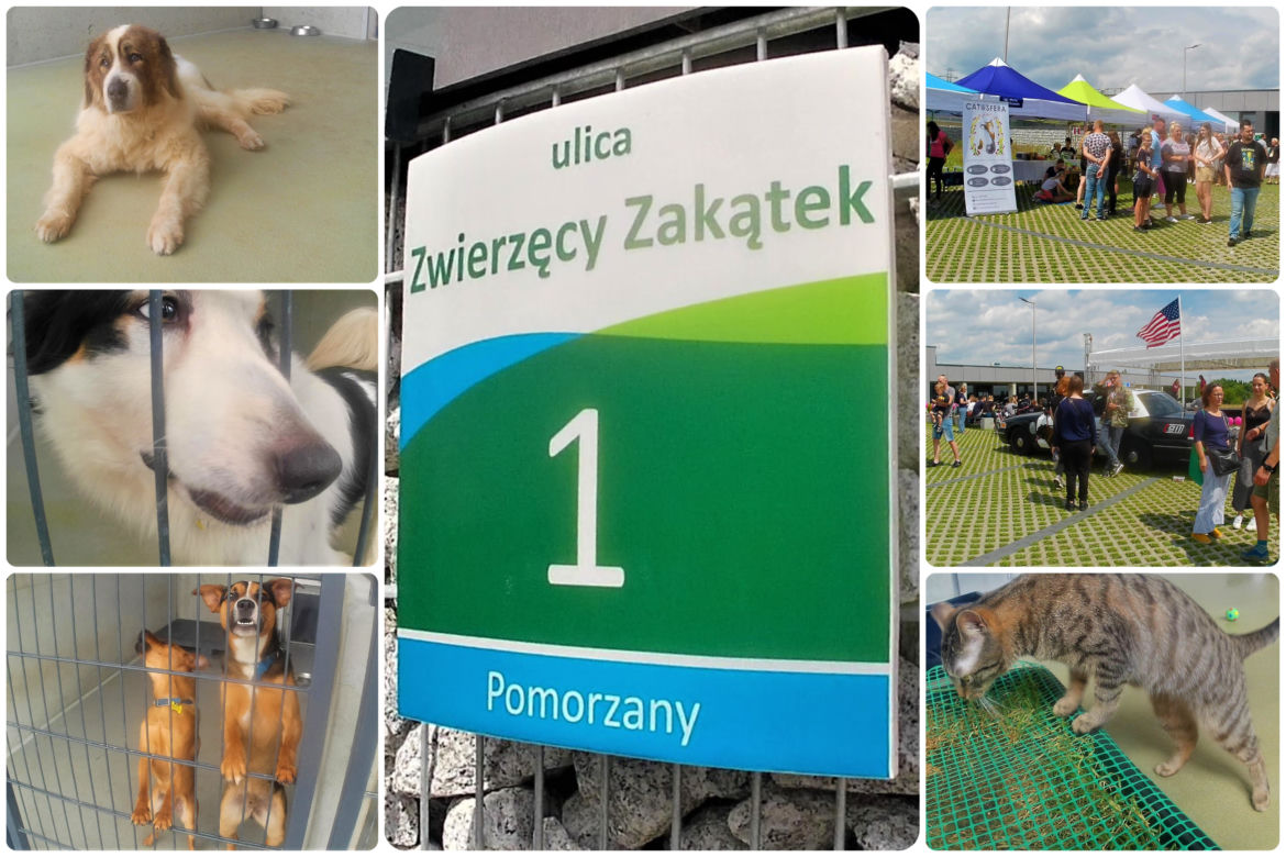 Dzień Psa w szczecińskim schronisku