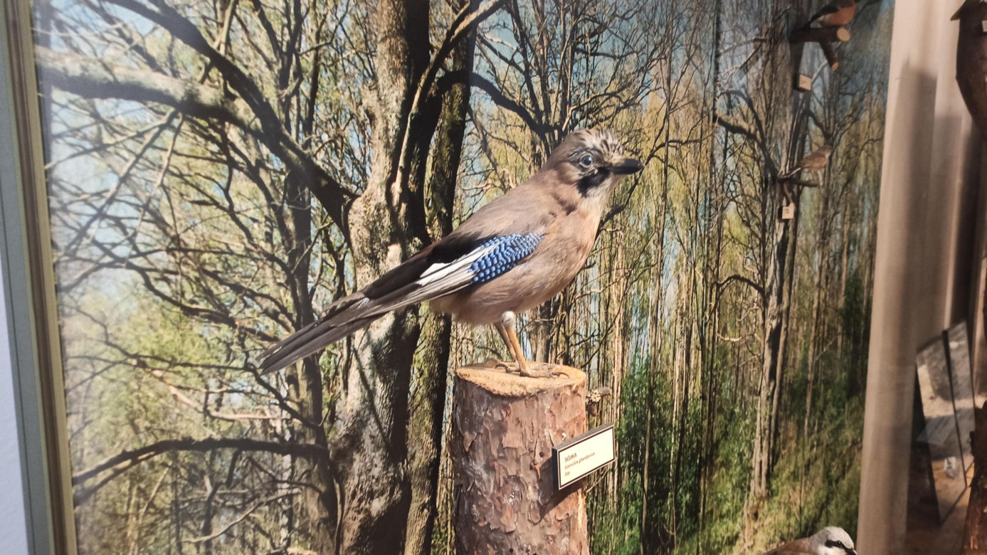 Muzeum Przyrody w Olsztynie. Poznajcie faunę oraz florę Warmii i Mazur